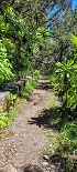 Plants: image 36 Of 208 Thumb